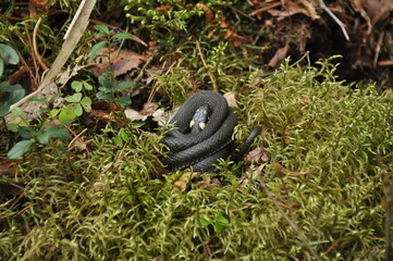 Grass snake resting and hunting in the woods for smaller victims. A venomous snake with yellow spots on the head with a shiny scales and a split tongue. Cold blooded reptile.
