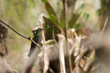 Female hummingbird on a branch, blue-throated starfrontlet, coeligena helianthea
