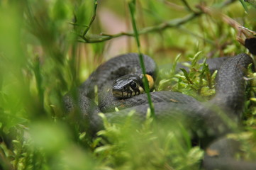 Grass snake resting and hunting in the woods for smaller victims. A venomous snake with yellow spots on the head with a shiny scales and a split tongue. Cold blooded reptile.