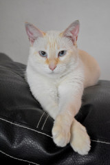 gato galan