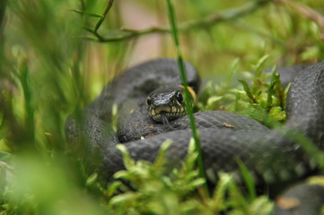 Grass snake resting and hunting in the woods for smaller victims. A venomous snake with yellow...