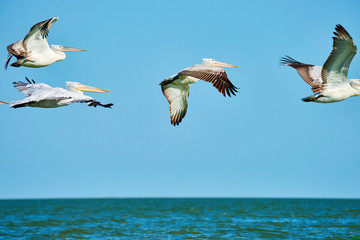 Pelicans in flight. Caspian Sea. Atyrau Region. Kazakhstan.  Pelicans are a genus of large water birds that make up the family Pelecanidae. 