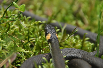 Grass snake resting and hunting in the woods for smaller victims. A venomous snake with yellow...