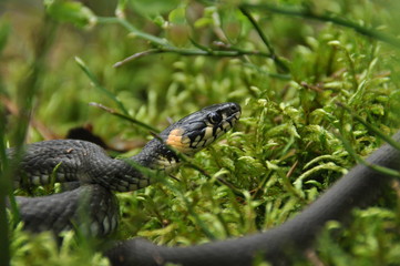 Grass snake resting and hunting in the woods for smaller victims. A venomous snake with yellow...