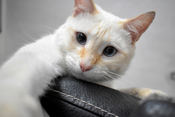 blancos