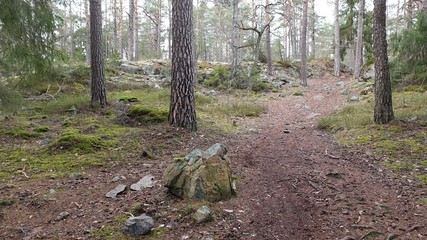 trail in the woods