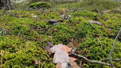 Fototapeta na wymiar mushroom in the forest
