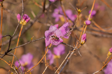 蜜を吸う蜂