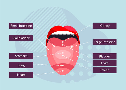 Flat Vector Illustration and Infographic Representing Relationship of Tongue Parts with Organs in Human Body