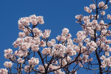 紺碧の青空と薄桃色の花