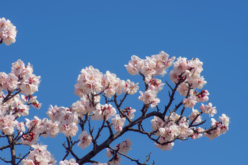紺碧の青空と薄桃色の花