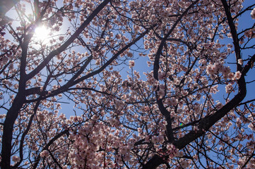 陽光そそぐ春の花