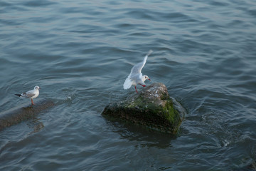 Fototapeta premium Seagull on rock near the sea in nature . The Seagull is standing on a rocky mound . Seagull on the Pacific Ocean Shore . Sea gull looking out to sea .