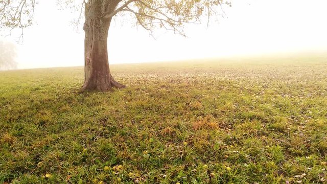 Slow movement towards an apple tree in the fog. Warm morning light, foggy. Apples on the ground. Wide angle dolly in