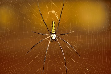 spider on a web