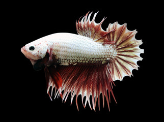 Betta Red Dragon Crowtail CTPK Male or Plakat Fighting Fish Splendens On Black Background.