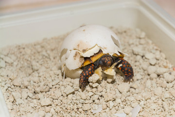 Hatching red-footed tortoise baby is still in egg