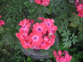 beautiful flowers with leaves