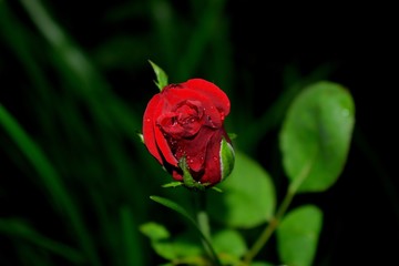Obraz premium red rose with dew drops