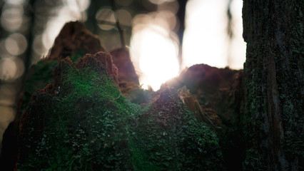 Moss covered Douglas fir tree stump with the sun setting behind it