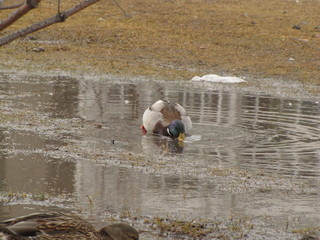 wild ducks in a city park color photo