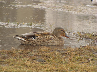 wild ducks in a city park color photo