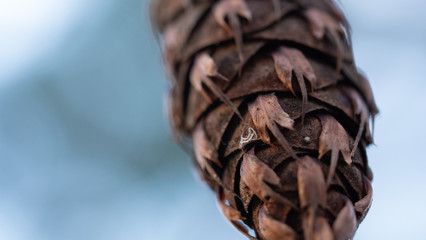 Douglas fir pine cone scales