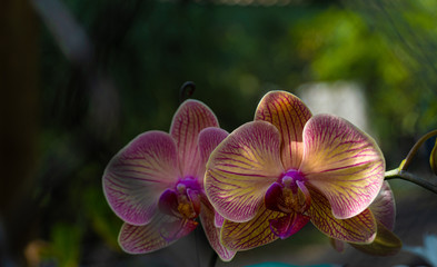 Flor orquidea naturaleza botanica reja