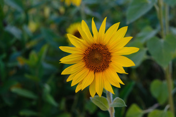 Sunflower flower on a natural background. Summer evening.