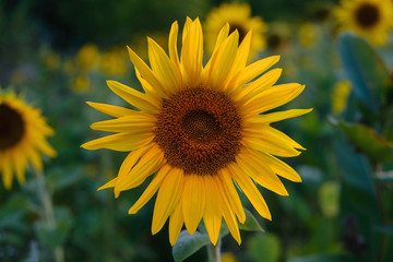 Sunflower flower on a natural background. Summer evening.