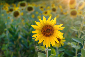 Sunflower flower on a background of summer sunset. Summer evening.