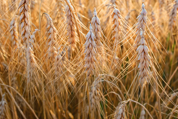 Ripe ears of wheat on a natural background.