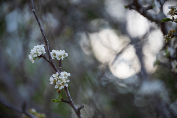 white flowers in spring