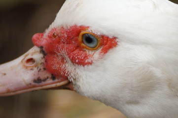 Pato