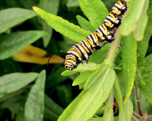 Closeup of a Monarch butterfly caterpillar (Danaus plexippus) feeding on Butterflyweed (Asclepias tuberosa) leaves.  Copy space.
