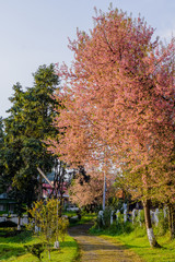 Autumn cherry blossom in himalayan state during november