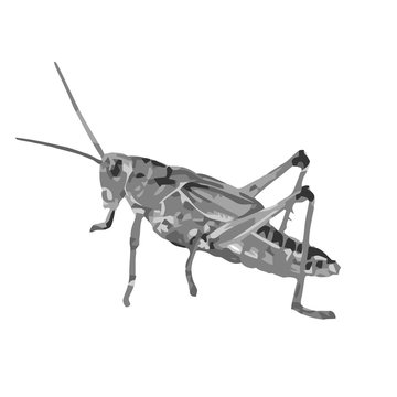 Locust Clipart