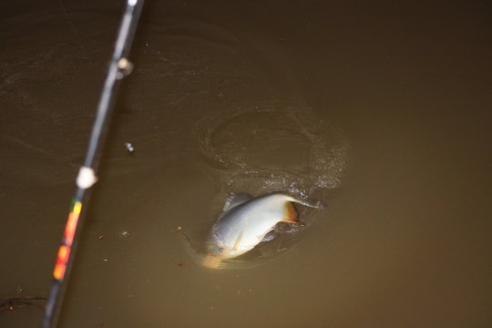 Peixe