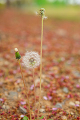 봄 야외에 핀 민들레와 홀씨