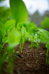 군락을 이루고 있는 야생란