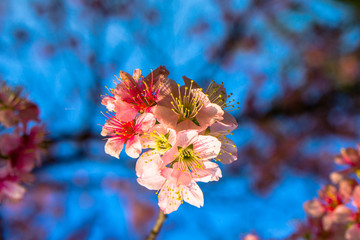 Autumn cherry blossom in himalayan state during november