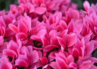 シクラメンの花