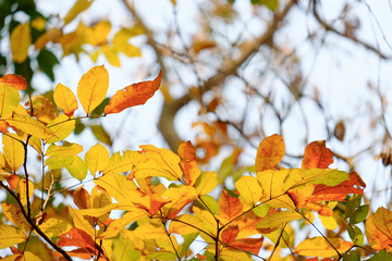 Leaves orange color in nature