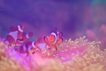 Fototapeta premium clown fish swimming underwater