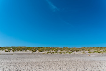 Reeds and grass in the sand by a beach.