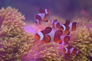 tropical fish in aquarium