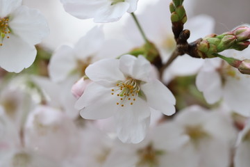 ソメイヨシノ（サクラ）の花