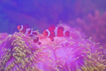 clown fish underwater