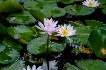 purple lotus flower bloom with bee