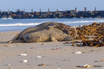 Kegelrobbe (Halichoerus grypus) auf Helgoland, Paarung